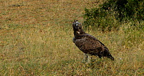 Martial eagle (Polemaetus bellicosus) perched on the ground panting and pulling flesh off dead Monitor Lizard (Varanus sp.) with its beak, Letaba River bank, Kruger National Park, Great Limpopo Transf...