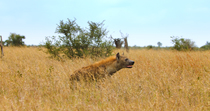 Tracking shot of Spotted hyena (Crocuta crocuta) walking through savannah grassland, Kruger National Park, Great Limpopo Transfrontier Park, South Africa.