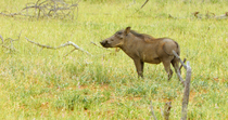 Common warthog (Phacochoerus africanus) female feeding on grass heads, Mapungubwe National Park, Greater Mapungubwe Transfrontier Conservation Area, South Africa.