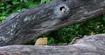 Smith's bush squirrel (Paraxerus cepapi) calling to squirrel hiding in nest hole in a fallen tree, which it pokes its head out from, Mapungubwe National Park, Greater Mapungubwe Transfrontier Conserva...