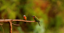 White-fronted bee-eater (Merops bullockoides) pair perching on branch, one takes off and leaves frame, before entering frame and landing on the branch again with a bee in it's beak, which it wipes on...