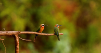 White-fronted bee-eater (Merops bullockoides) pair wiping beaks on branch they are perched on, before taking flight, leaving frame  and then entering frame again to land on the branch, Luvuvhu River,...