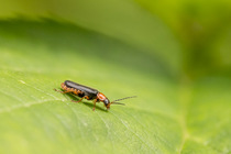 Soldier beetle (Cantharis nigra) resting on leaf, Powerstock Common Nature Reserve, Dorset, England, UK. June.