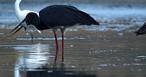 Black stork (Ciconia nigra) picks up dead fish from drying lagoon and then discards it, as another stork forages beside it and a Little egret (Egretta garzetta) enters frame and leaves frame behind, n...