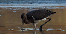 Tracking shot of Black stork (Ciconia nigra) juvenile searching among the fish in a drying lagoon, near Donana National Park, Sevilla, Andalucia, Spain, July. Lagoon drying due to drought.