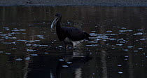 Black stork (Ciconia nigra) swallowing dead fish from drying lagoon at dusk, near Donana National Park, Sevilla, Andaluc?a, Spain. July. Lagoon drying due to drought.