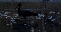 Black stork (Ciconia nigra) picks up dead fish from drying lagoon and begins to swallow it as Little egrets (Egretta garzetta) fly in and out of frame in the foreground, at dusk, near Donana National...