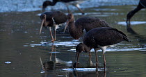 Black storks (Ciconia nigra) pick up fish in drying lagoon, move them around in their beaks and put them down again, near Donana National Park, Sevilla, Andalucia, Spain, July. Lagoon drying due to dr...