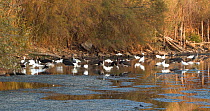 Black storks (Ciconia nigra), White storks (Ciconia ciconia), European spoonbills (Platalea leucorodia), Little egrets (Egretta garzetta) and Grey herons (Ardea cinerea) look for fish trapped in dryin...