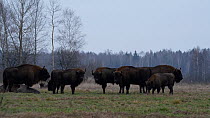 European bison (Bison bonasus) herd with calves grazing in field beside forest, Bialowieza Forest UNESCO World Heritage Site, Poland.