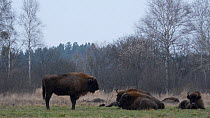 Herd of European bison (Bison bonasus) resting with one standing and looking around, in field beside forest, Bialowieza Forest UNESCO World Heritage Site, Poland.