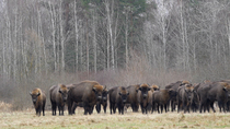 European bison (Bison bonasus) herd with calves stand in field beside forest, Bialowieza Forest UNESCO World Heritage Site, Poland.
