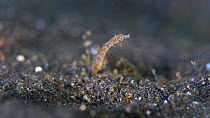 Short-pouch pygmy pipehorse (Acentronura tentaculata) resting on seabed and looking around, Indonesia, Pacific Ocean.
