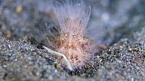 Hairy frogfish (Antennarius striatus) using lure to attract prey as it lies in wait to ambush them on seabed, Indonesia, Pacific Ocean.