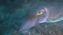 Broardclub cuttlefish (Sepia latimanus) shifting colours through metachrosis to hypnotise prey, Indonesia, Pacific Ocean.
