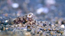 Longarm octopus (Abdopus sp) camouflaging against rocky seabed to hide from predators, Indonesia, Pacific Ocean.