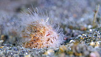 Hairy frogfish (Antennarius striatus) turning around and walking across seabed, Indonesia, Pacific Ocean.