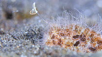 Hairy frogfish (Antennarius striatus) using lure to attract prey as it waits to ambush them, Indonesia, Pacific Ocean.