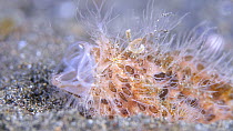 Hairy frogfish (Antennarius striatus) yawning whilst resting on seabed, Indonesia, Pacific Ocean.