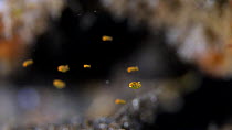 Idomysis shrimp (Idiomysis tsurnamali bacescu) swarm swimming against current in reef, Indonesia, Pacific Ocean.