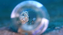 Coconut octopus (Amphioctopus marginatus) hiding inside glass bottle, Indonesia, Pacific Ocean.