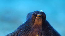 Close up of eyes of Coconut octopus (Amphioctopus marginatus) as it breathes, Indonesia, Pacific Ocean.
