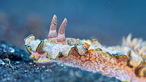 Nudibranch (Glossodoris cincta) slithering along seabed as Emperor shrimp (Periclimenes imperator) walks over its back, Indonesia, Pacific Ocean.
