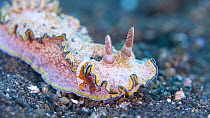 Nudibranch (Glossodoris cincta) moving along seabed as Emperor shrimp (Periclimenes imperator) picks debris off sand whilst riding on it, Indonesia, Pacific Ocean.