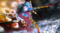 Peacock mantis shrimp (Odontodactylus scyllarus) female oxygenating eggs by moving legs, Indonesia, Pacific Ocean.