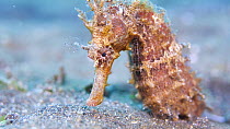 Thorny seahorse (Hippocampus histrix) resting on sandy seabed and looking around, Indonesia, Pacific Ocean.