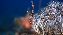 Ornate ghost pipefish (Solenostomus paradoxus) resting on arms of Crinoid (Crinoidea sp.) Indonesia, Pacific Ocean.