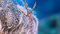 Ornate ghost pipefish (Solenostomus paradoxus) resting with fins outstretched on arms of Crynoid (Crinoidea sp.),  Indonesia, Pacific Ocean.