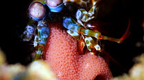 Close up of Peacock mantis shrimp (Odontodactylus scyllarus) female holding eggs between legs and looking around whilst in burrow, Indonesia, Pacific Ocean.