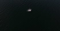 Drone shot of Oceanic manta ray (Mobula birostris) breaching and landing on back, Laucala Bay, Suva, Fiji, Pacific Ocean, May, Critically endangered.