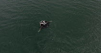 Drone shot of Oceanic manta ray (Mobula birostris) swimming at water's surface, Laucala Bay, Suva, Fiji, Pacific Ocean, May. Critically endangered.