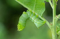 Copper underwing (Amphipyra pyramidea) caterpillar in defensive posture on leaf, Teriachi, Epirus region, Greece.