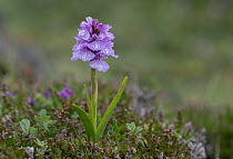 Heath spotted-orchid (Dactylorhiza maculata) in flower, Rosguill Peninsula, County Donegal, Republic of Ireland. July.