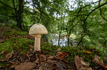 False death cap mushroom (Amanita citrina) growing in beech woodland leaf litter, Mourne Park, County Down, Northern Ireland, UK. October.
