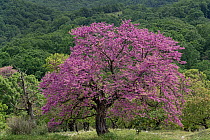 Judas tree (Cercis siliquastrum) in bloom, Teriachi, Epirus region, Greece. May.