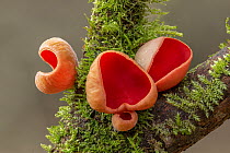 Scarlet elfcup mushrooms (Sarcoscypha austriaca var. austriaca) growing on moss-covered branch, Clare Glen, Tandragee, County Armagh, Northern Ireland, UK. December.