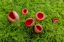 Scarlet elfcup mushrooms (Sarcoscypha austriaca var. austriaca) growing on moss, Clare Glen, Tandragee, County Armagh, Northern Ireland, UK. December.