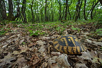 Spur-thighed tortoise (Testudo graeca) walking over leaf litter in oak woodland, Teriachi, Epirus region, Greece. May.