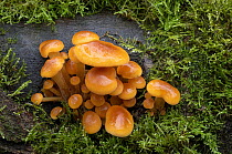 Velvet shank mushroom (Flammulina velutipes) growing on moss-covered log, Clare Glen, Tandragee, County Armagh, Northern Ireland, UK. December.
