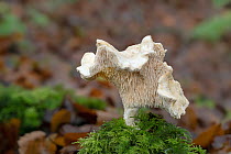 Wood hedgehog mushroom (Hydnum repandum) growing on moss-covered stump, Gosford Forest Park, County Armagh, Northern Ireland, UK. December.