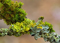 Lichens (Parmelia sulcata) and (Xanthoria parietina)  growing on apple twigs, Peatlands and Annagarriff wood National Nature Reserve, Portadown, County Armagh, Northern Ireland, UK. September.