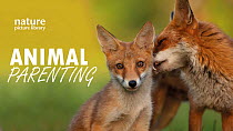 This showreel spotlights animal parents as they watch over and care for their young. Delightful footage provides a glimpse into the family lives of foxes, vultures, loons and big cats.