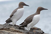 Two Common guillemots (Uria aalge) perched on sea cliff, one with bridled plumage, Isle of Lunga, Treshnish Isles, Inner Hebrides, Scotland, UK, May.