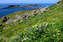 Bluebells (Hyacinthoides non-scripta), Primroses (Primula vulgaris) and Celendines (Chelidonium sp.) flowering on coastal clifftops, Isle of Lunga, Treshnish Isles, Inner Hebrides, Scotland, UK, May.