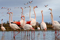 Greater flamingo (Phoenicopterus roseus) flock standing in lake as others fly overhead and one bird flaps its wings, Camargue, France, January.