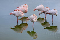 Greater flamingo (Phoenicopterus roseus) flock sleeping whilst standing one one leg in reflective water, Camargue, France, January.